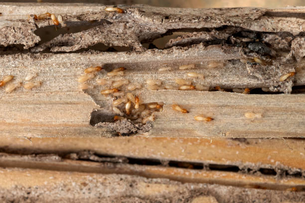 Best Exterminator Services  in Gardende, AL